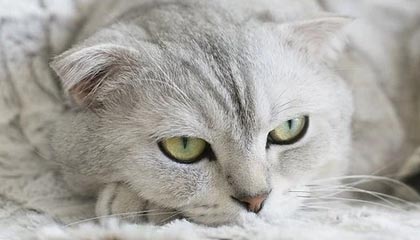 开云中国-曼城3-1莱斯特城，哈兰德独中两元，曼城2_0莱斯特城