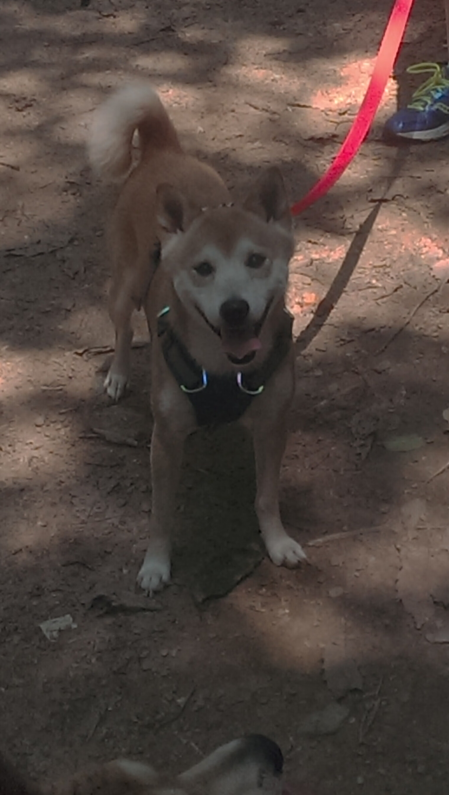 七六人调整战术体系恩比德表现更为高效,恩比德37分76人不敌开拓者