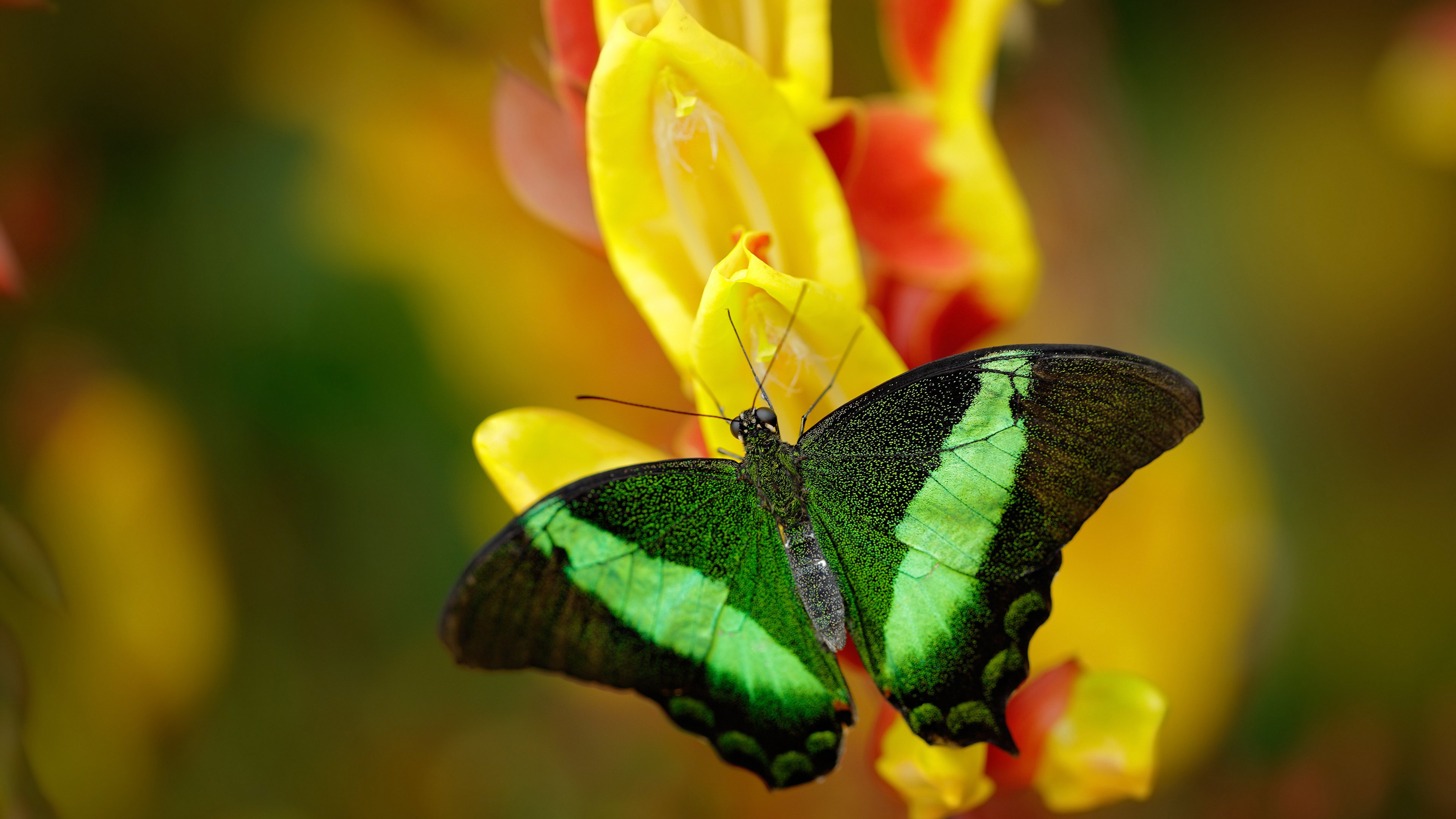 乌拉圭男篮在南美锦标赛中不断突破，体育运动蒸蒸日上，乌拉圭篮球赛