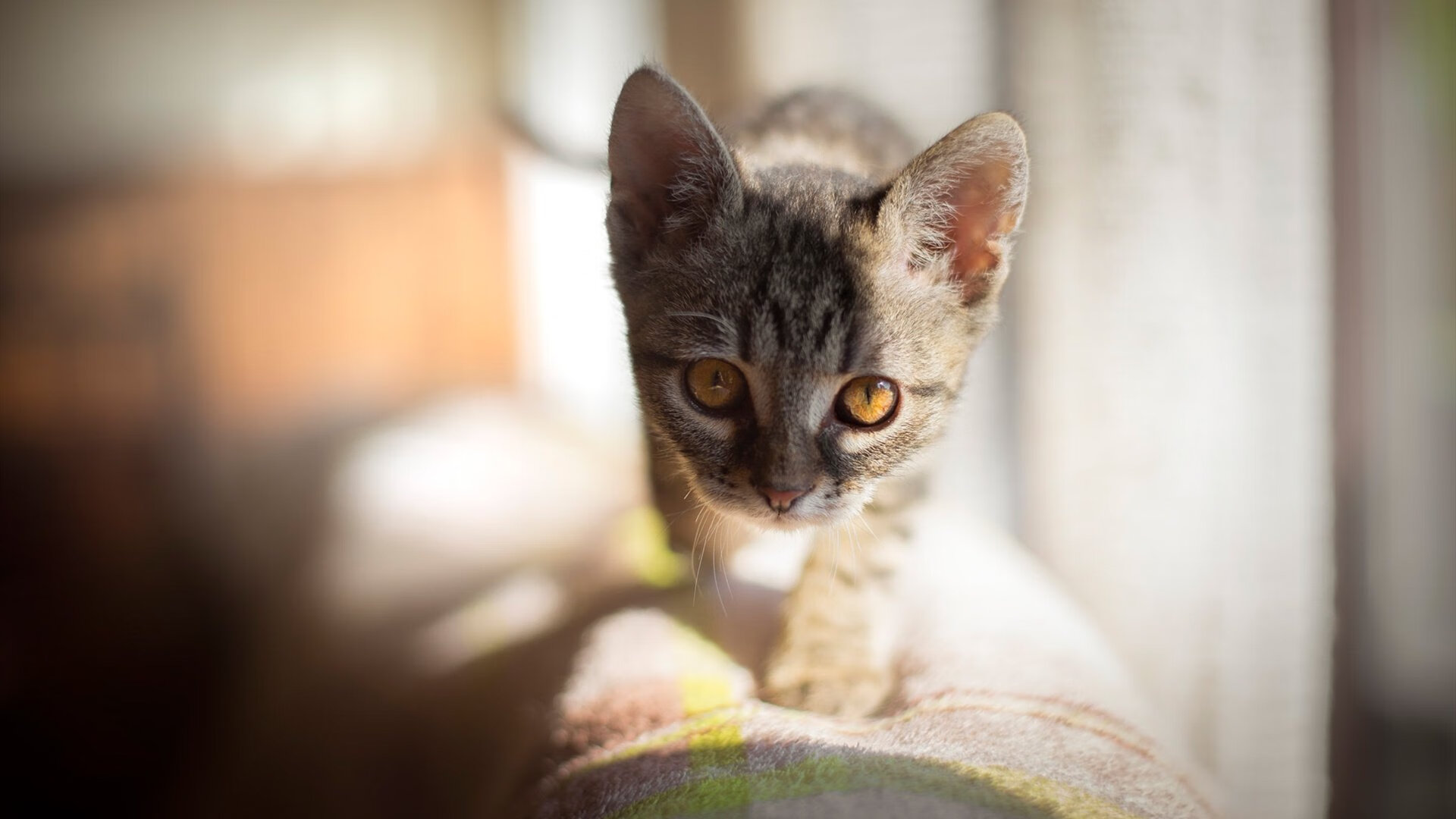 南非羚羊队:进攻的精准传递与防守的全面覆盖让对手难以突破,南非羚羊角