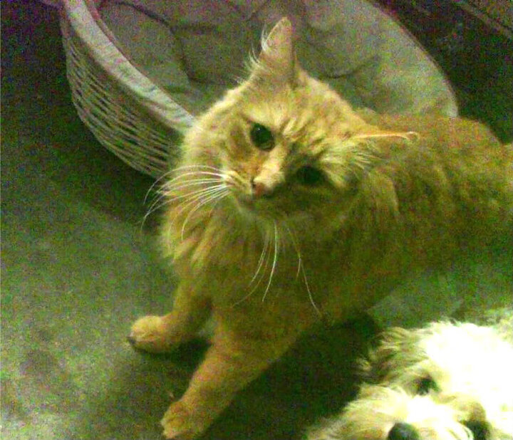 橄榄球运动迈向高质量发展阶段,橄榄球 运动