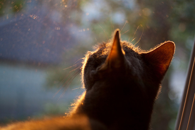 欧洲杯疯狂角逐：战术布局让人屏息凝神，欧洲杯低调看
